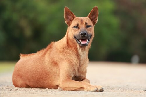 Thai ridgeback