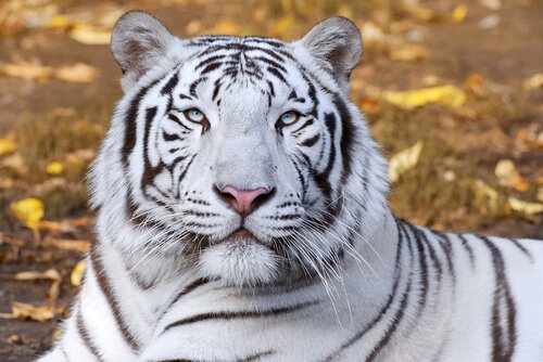 Tigre branco