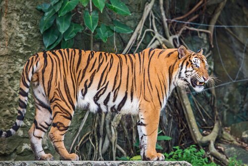 Tigre da Indochinesa