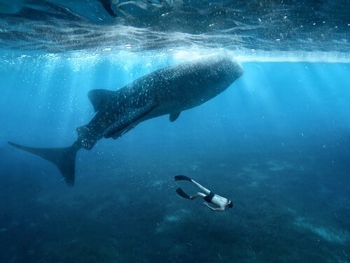 habitat do tubarão-baleia