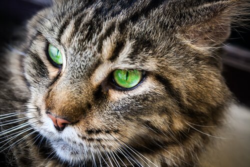 gato de olhos verdes