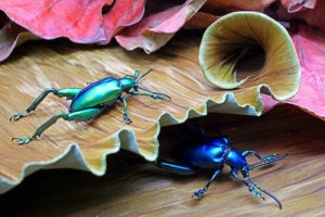 6 espécies de besouros fascinantes