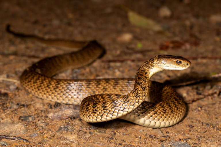 As 6 cobras mais coloridas