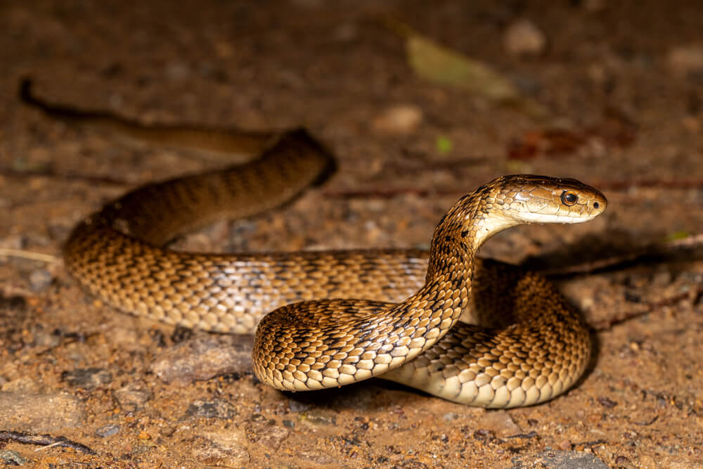 As 6 cobras mais coloridas