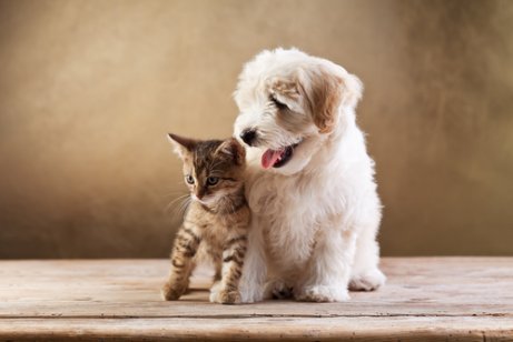 Diferenças entre cães e gatos: saiba mais aqui!