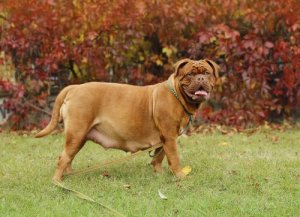 Gravidez psicológica em animais de estimação