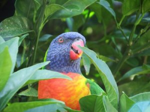 Periquito-arco-íris: o pássaro que parece de brinquedo