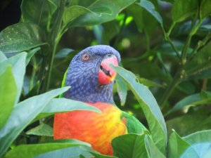 Periquito-arco-íris: o pássaro que parece de brinquedo