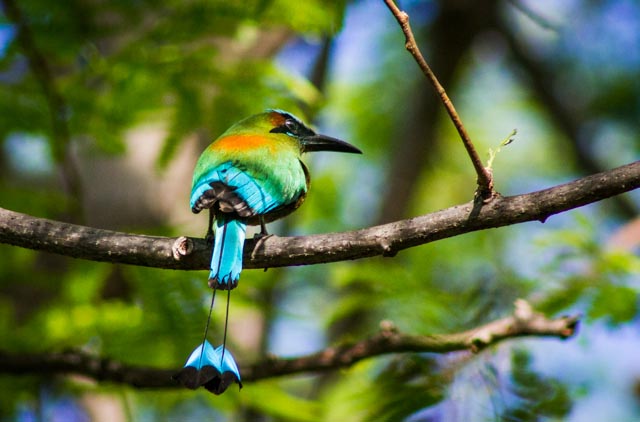 As 7 aves mais belas da América Central