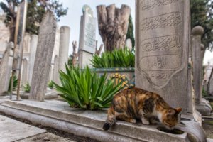 Conheça Istambul: a cidade dos gatos