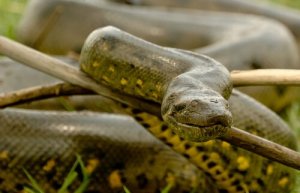 Sucuri: a maior cobra do mundo