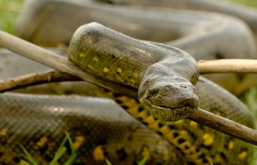 Sucuri: a maior cobra do mundo