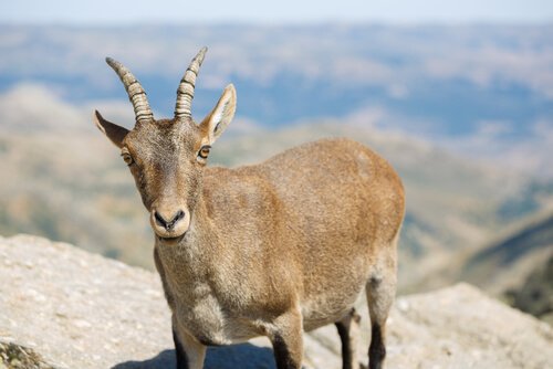 Ibex ibérico
