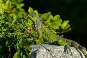 5 animais que vivem em árvores