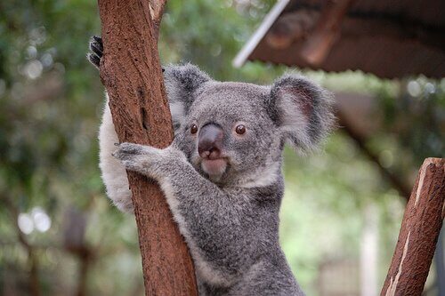 animais que vivem em árvores: coala