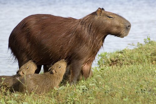 Conheça 8 animais que vivem em rios - Meus Animais