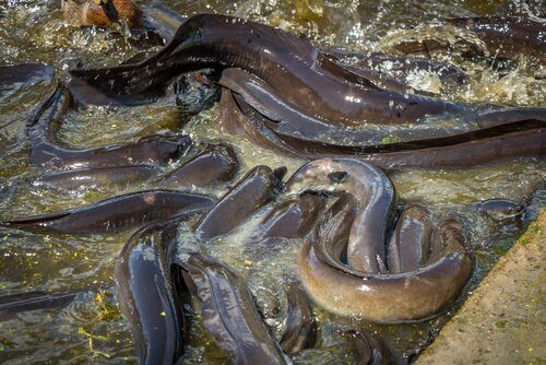 animais que vivem em rios: enguias
