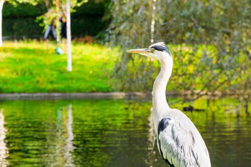 animais que vivem em rios