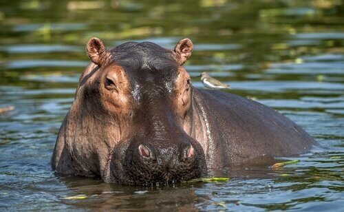 animais que vivem em rios: Hipopótamo