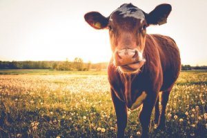 Animais no hinduísmo