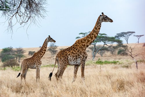 girafas