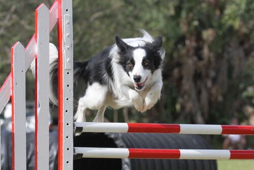 Agility border collie
