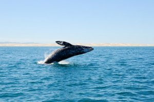 Baleias extintas são descobertas na costa espanhola