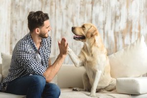 Os benefícios de ter um animal de estimação