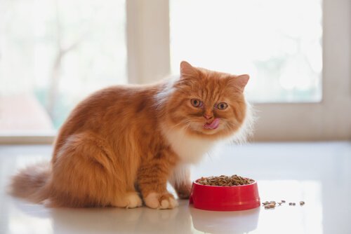 Gato comendo ração seca