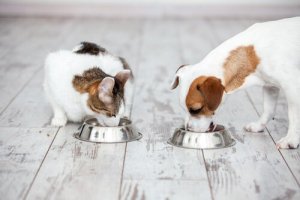 Como reconhecer um bom alimento para animais de estimação