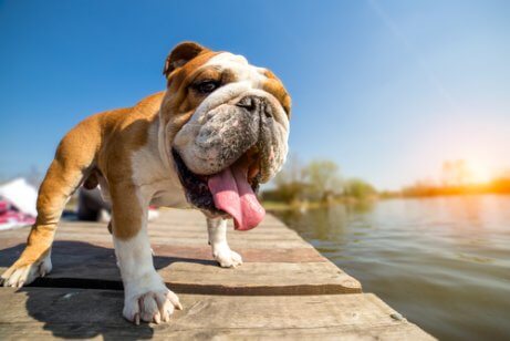 Raças de cães que sofrem no calor