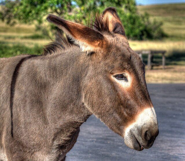 Burro