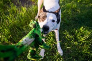 Meu cão morde tudo, como resolver?