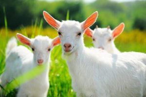 A melhor alimentação para cabras