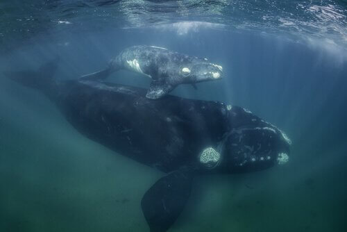 baleia com filhote