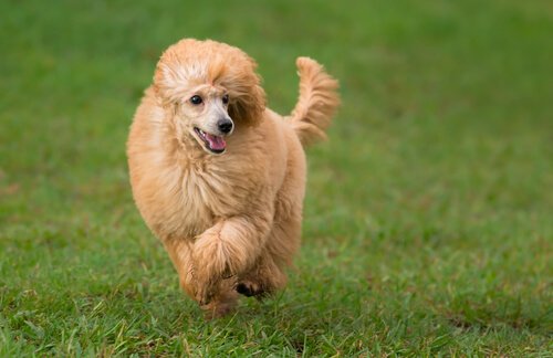 Poodle está entre os cães mais obedientes