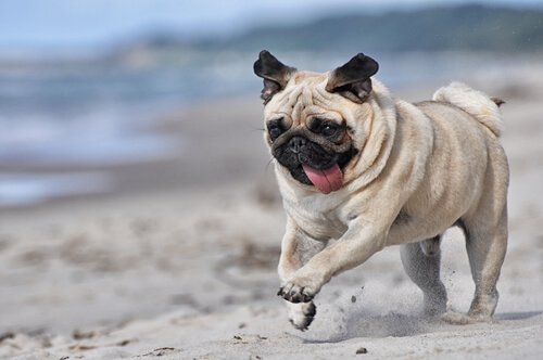 Pug correndo na praia