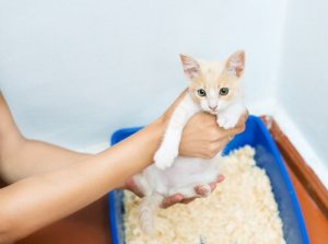 Ensinar o gato a usar a caixa de areia