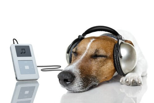 Cães e música