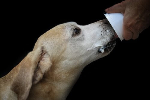 cão comendo iogurte