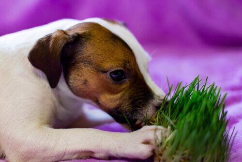 Cão comendo grama