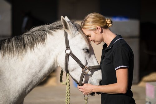 Como domar um cavalo: carinho e atenção