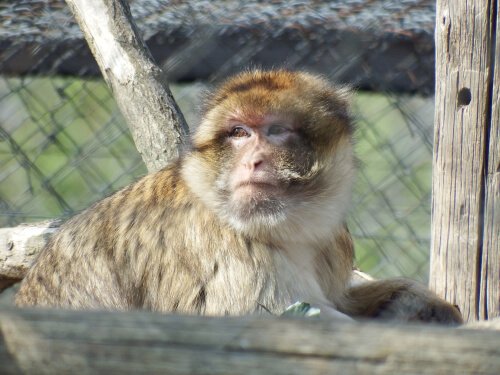 Macaco em um centro de resgate animal