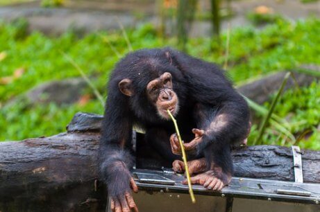 Os chimpanzés com lança de Fongoli