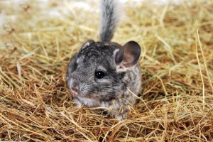 Chinchila: características, comportamento e habitat