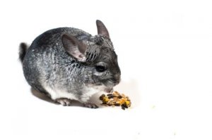 Uma chinchila como animal de estimação: cuidados e conselhos
