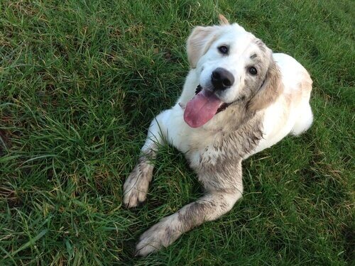 Cachorro sujo de lama