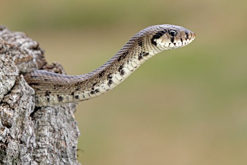 Cobra de escada (Rhinechis scalaris)
