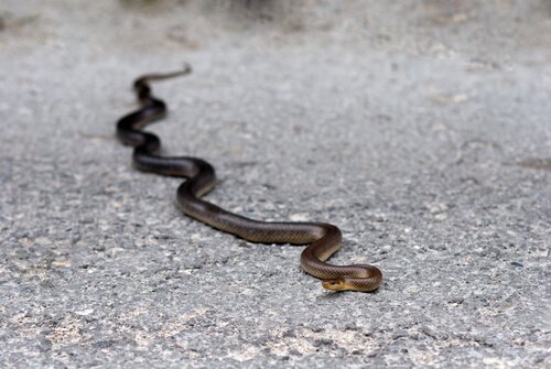 Serpente Aesculapian (Zamenis longissimus)