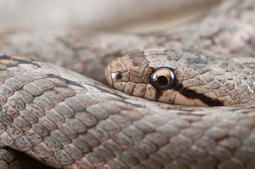 Cobra bordalesa (Coronella girondica)